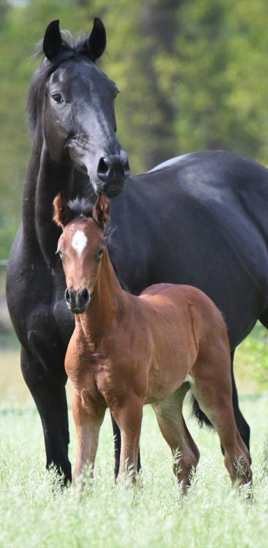 Schwarzes Pferd steht neben einem Fohlen auf einer grünen Wiese.