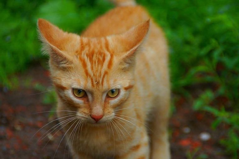 Eine orangefarbene Katze mit gestreiftem Fell steht auf dem Boden vor grünem Hintergrund.