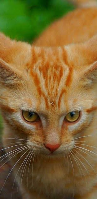 Nahaufnahme einer orangefarbenen Katze mit grünen Augen und gestreiftem Fell.