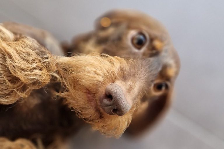 Schwarzer Labradorwelpe schaut neugierig und leckt sich die Schnauze.